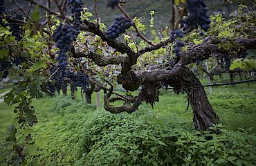 Volkhardts Wein