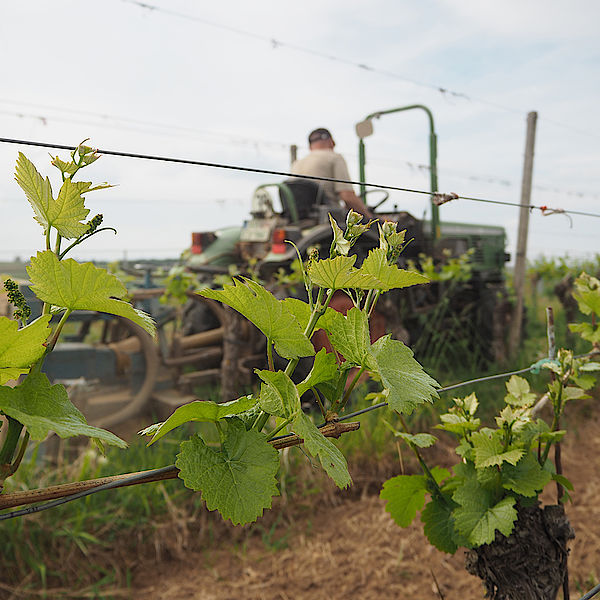 Schmalspurschlepper Weinberg